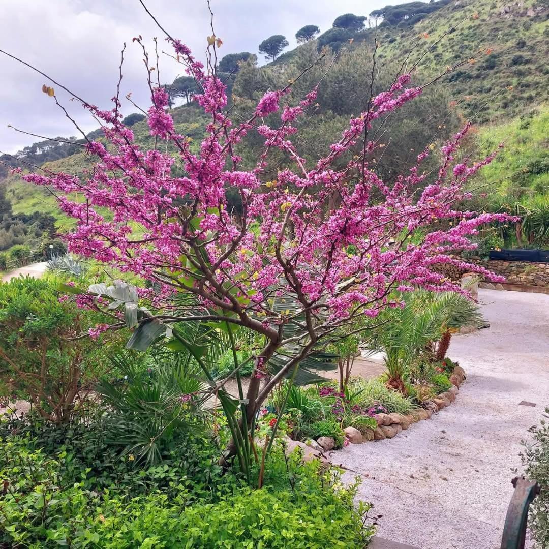 Villetta Dei Fichi D'India Rio nell'Elba Экстерьер фото